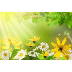 Утро в саду - Фотообои цветы|ромашки