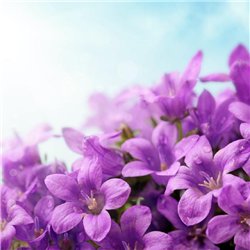 Утренние цветы - Фотообои цветы
