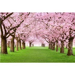Парк - Фотообои природа|деревья и травы