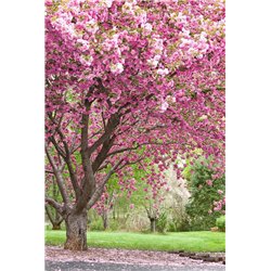 Цветущее дерево в парке - Фотообои Японские и просто сады