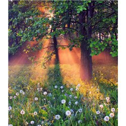 Лучи солнца - Фотообои природа|деревья и травы