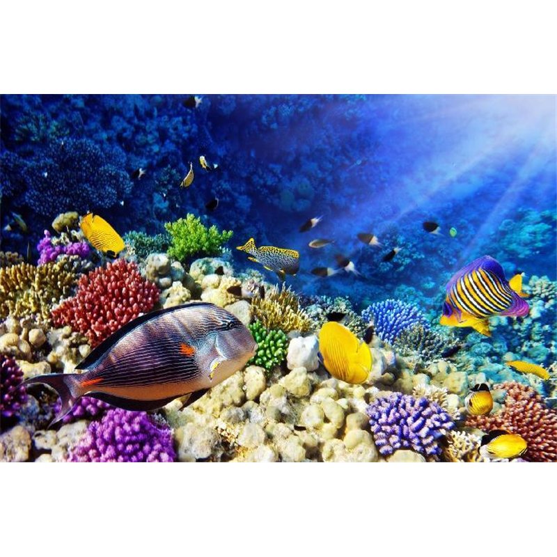 Подводный мир - Фотообои Животные|морской мир