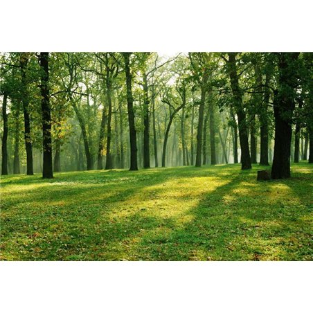 Опушка леса - Фотообои природа|лес