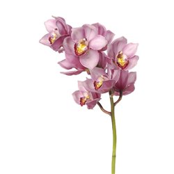 Цветы орхидеи - Фотообои цветы|орхидеи