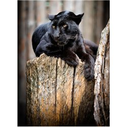 Пантера - Фотообои Животные