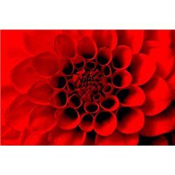 Красная хризантема - Фотообои цветы|герберы