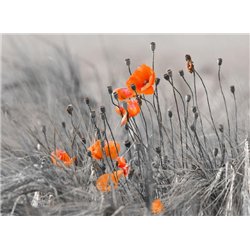 Красные маки в поле - Фотообои цветы|маки