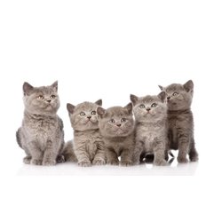 Британские котята - Фотообои Животные|коты