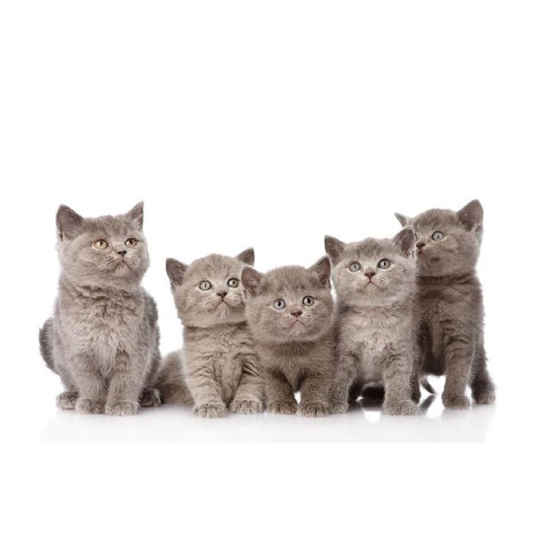 Британские котята - Фотообои Животные|коты