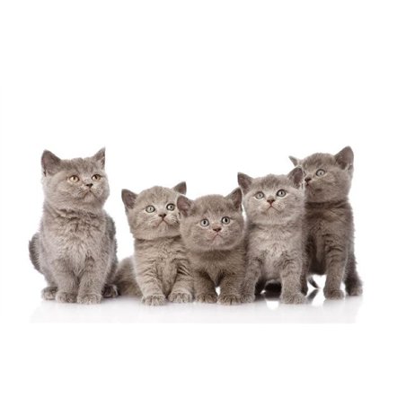 Британские котята - Фотообои Животные|коты