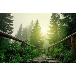 Лесная дорога - Фотообои природа|деревья и травы