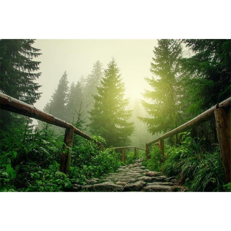 Лесная дорога - Фотообои природа|деревья и травы