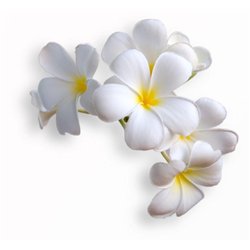 Тропические цветы - 3D фотообои|3D цветы