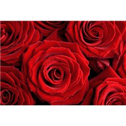 Красные розы - Фотообои цветы|розы