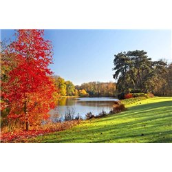 Осенний лес - Фотообои природа|реки