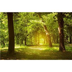 Солнечный день в лесу - Фотообои природа|деревья и травы