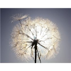 Одуванчик - Фотообои цветы|одуванчик