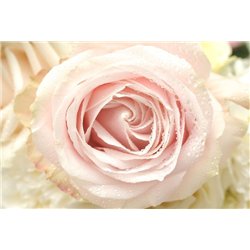 Розовый бутон - Фотообои цветы|розы