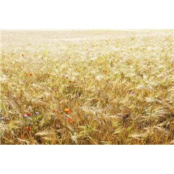 Степные цветы - Фотообои природа|поля
