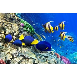 Подводный мир - Фотообои Животные|морской мир