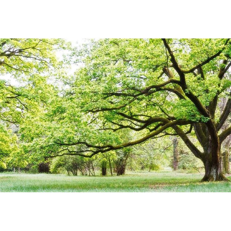 В лесу - Фотообои природа|деревья и травы