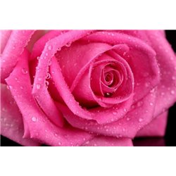 Розовая роза - Фотообои цветы|розы