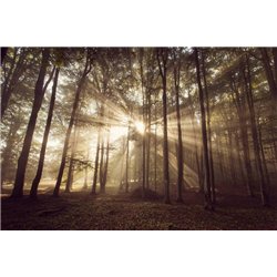 Свет в лесу - Фотообои природа|лес
