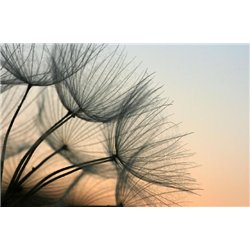 Одуванчики - Фотообои цветы|одуванчик