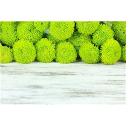 Зеленые хризантемы - Фотообои цветы|другие