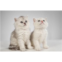 Котята - Фотообои Животные|коты
