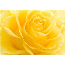 Желтая роза - Фотообои цветы|розы