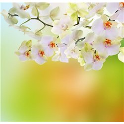 Веточка белых цветов - Фотообои цветы|анютины глазки