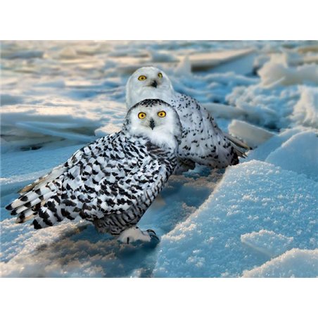 Совы - Фотообои Животные|птицы