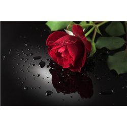Прекрасная роза - Фотообои цветы|розы