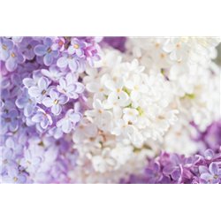 Цветы сирени - Фотообои цветы|сирень