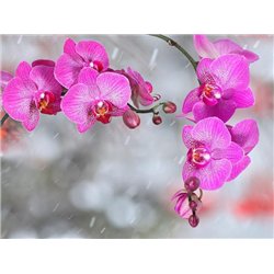 Орхидеи на снегу - Фотообои цветы|орхидеи