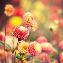 Георгины в лучах солнца - Фотообои цветы|другие