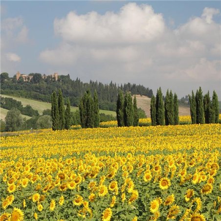 Поле подсолнухов - Фотообои природа|поля