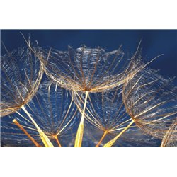 Одуванчик - Фотообои цветы|одуванчик
