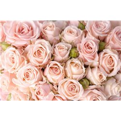 Бутоны розы - Фотообои цветы|розы