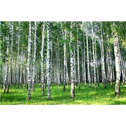 Березовый лес - Фотообои природа|лес