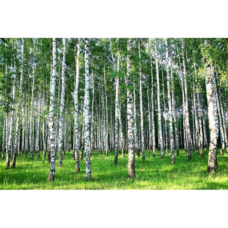 Березовый лес - Фотообои природа|лес