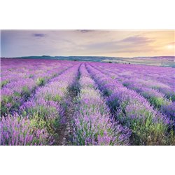 Лавандовое поле - Фотообои природа|поля
