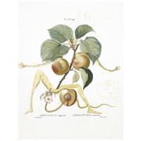Портреты картины репродукции на заказ - Сюрреалистические плоды - Шевалье абрикос