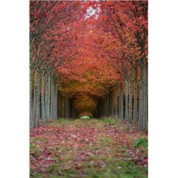 Осенние деревья - Фотообои на двери