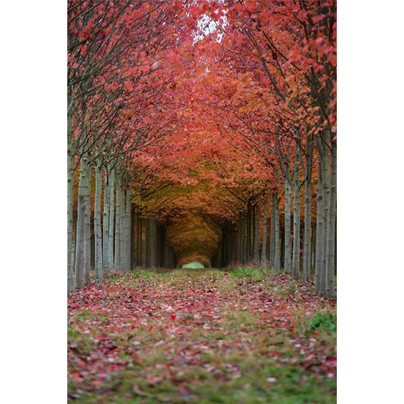 Осенние деревья - Фотообои на двери
