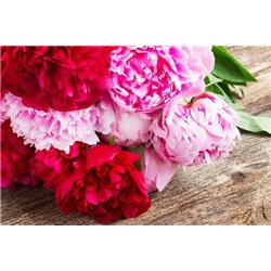 Разноцветные пионы - Фотообои цветы|пионы