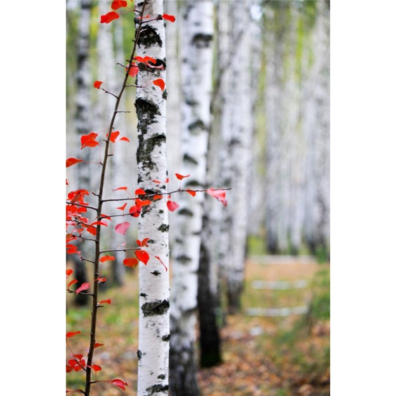 Березы осенью - Фотообои природа|деревья и травы