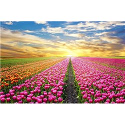 Долина тюльпанов - 3D фотообои|Стереоскопические обои