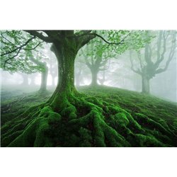 Корни дерева - Фотообои Расширяющие пространство